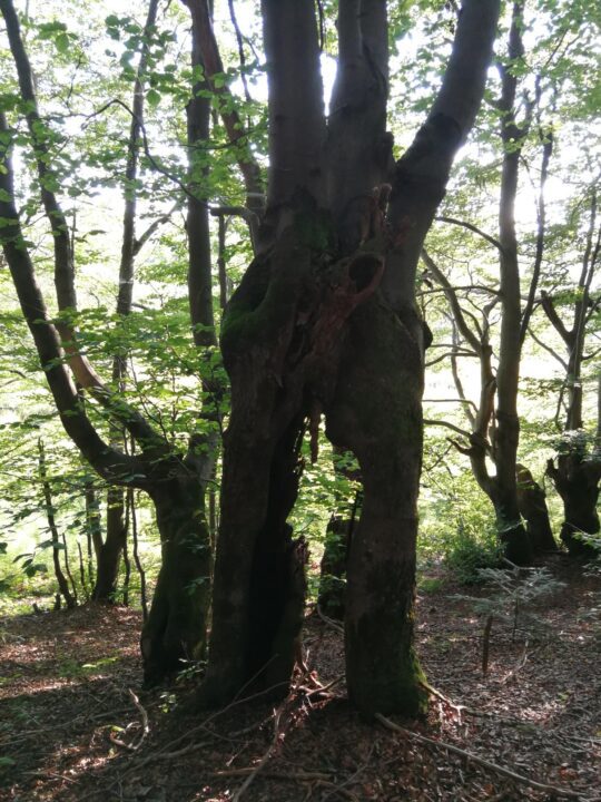 Pole namiotowe Jasiel